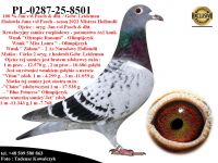 PL-0287-25-8501   Połączenie najlepszych gołębi z hodowli Jan v/d Pasch / Gebr. Leideman