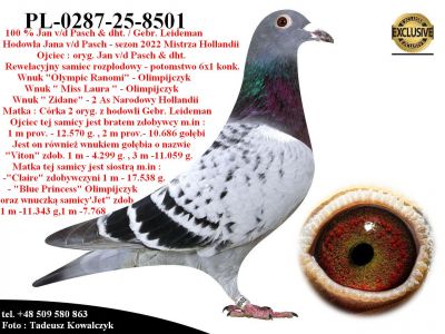 PL-0287-25-8501   Połączenie najlepszych gołębi z hodowli Jan v/d Pasch / Gebr. Leideman