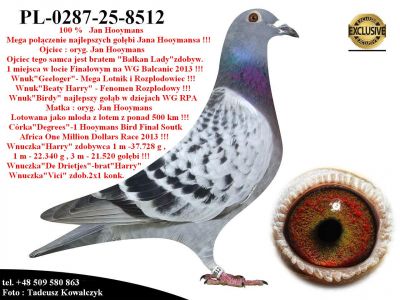 PL-0287-25-8512  Połączenie najlepszych gołębi z hodowli Jana Hooymansa