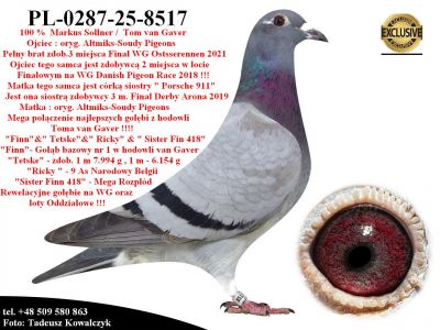 PL-0287-25-8517   Mega połaczenie gołebi z hodowli Tom van Gaver / PiPa Elite Center