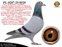 PL-0287-25-8520   Super Inbred Mega Pary rozpłodowej z hodowli Arie Dijkstra