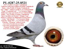 PL-0287-25-8521   Połaczenie najlepszych gołebi z hodowli F.& J . Vandenheede
