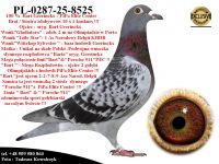PL-0287-25-8525    Mega połączenie najlepszych gołębi Bart Geerinckx / PiPa Elite Center