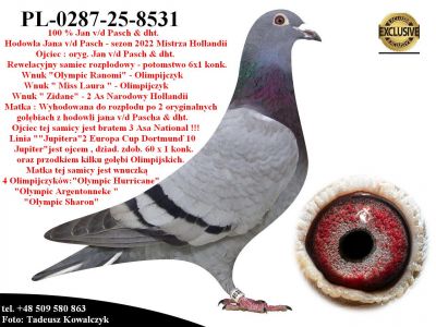 PL-0287-25-8531   Połączenie najlepszych gołębi z hodowli Jana v/d Pascha