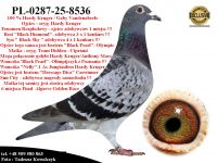 PL-0287-25-8536   Potomek najlepszych gołębi z hodowli Hardy Krugera