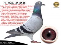 PL-0287-25-8546   Unikat - Wnuk 3 oryginalnych gołębi z hodowli  Rodziny Houben