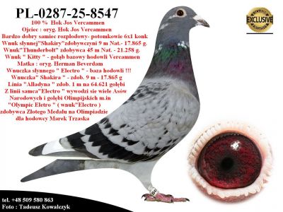 PL-0287-25-8547  Potomek najlepszych gołębi z hodowli Josa Vercammena