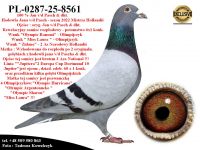 PL-0287-25-8561   Rewelacyjne połączenie najlepszych gołebi z hodowli Jana v/d Pascha