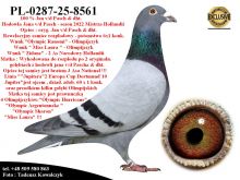 PL-0287-25-8561   Rewelacyjne połączenie najlepszych gołebi z hodowli Jana v/d Pascha