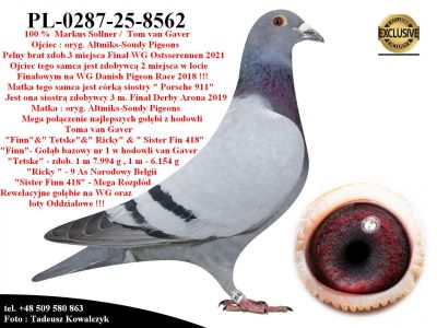 PL-0287-25-8562  Unikatowe połączenie gołębi Pipa Elite Center & Tom van Gaver