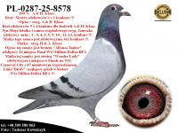 PL-0287-25-8578   Unikat - Potomek najlepszych gołębi bazowych hodowli A.& H. Klaas