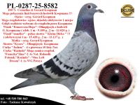 PL-0287-25-8582  Unikat - Potomek 2 oryginalnych gołębi z hodowli  Gerarda Koopmana
