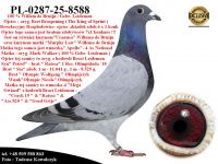 PL-0287-25-8588 Mega połączenie gołebi z hodowli Willem de Bruijn / Gebr. Leideman