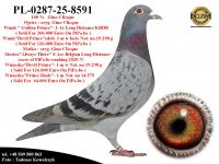 PL-0287-25-8591  Potomek najlepszych gołębi z hodowli Gino Clicque