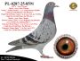 PL-0287-25-8591  Potomek najlepszych gołębi z hodowli Gino Clicque