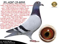 PL-0287-25-8595  Unikat - Pełne Rodzeństwo matki 2 Asa WG Giewont 2025