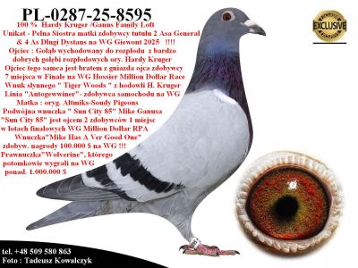 PL-0287-25-8595  Unikat - Pełne Rodzeństwo matki 2 Asa WG Giewont 2025