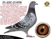 PL-0287-25-8598  Potomek najlepszych gołębi z hodowli Willem de Bruijn &  Jan v/d Pasch