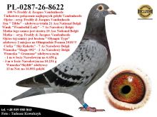 PL-0287-26-8622 Potomek najlepszych gołębi z hodowli Rodziny Vandenheede
