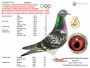 PL-0287-26-8622 Potomek najlepszych gołębi z hodowli Rodziny Vandenheede