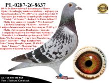 PL-0287-26-8637     Mega połączenie najlepszych linii hodowli De Rauw-Sablon