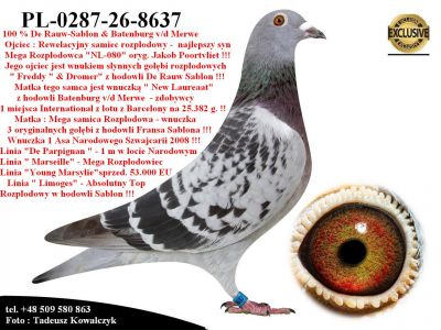 PL-0287-26-8637     Mega połączenie najlepszych linii hodowli De Rauw-Sablon