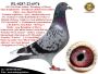 PL-0287-26-8637     Mega połączenie najlepszych linii hodowli De Rauw-Sablon