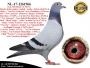 PL-0287-26-8637     Mega połączenie najlepszych linii hodowli De Rauw-Sablon