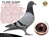 PL-0287-26-8685   Potomek najlepszych gołębi z hodowli A.& H. Klaas