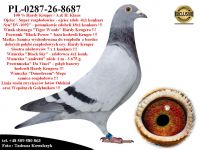 PL-0287-26-8687   Rewelacyjne połączenie najlepszych gołębi Klaas / Kruger