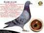 PL-0287-26-8687   Rewelacyjne połączenie najlepszych gołębi Klaas / Kruger