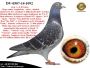 PL-0287-26-8687   Rewelacyjne połączenie najlepszych gołębi Klaas / Kruger