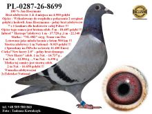 PL-0287-26-8699  Rewelacyjne połączenie najlepszych gołębi z hodowli Hooymans