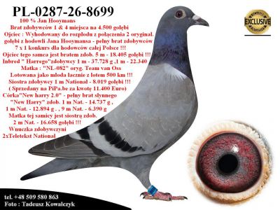 PL-0287-26-8699  Rewelacyjne połączenie najlepszych gołębi z hodowli Hooymans