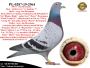 PL-0287-26-8699  Rewelacyjne połączenie najlepszych gołębi z hodowli Hooymans