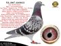 PL-0287-26-8699  Rewelacyjne połączenie najlepszych gołębi z hodowli Hooymans