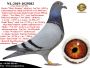 PL-0287-26-8699  Rewelacyjne połączenie najlepszych gołębi z hodowli Hooymans