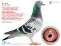PL-0287-26-8699  Rewelacyjne połączenie najlepszych gołębi z hodowli Hooymans