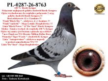 PL-0287-26-8763  Mega połączenie linii bazowej hodowli Hardy Krugera