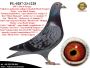 PL-0287-26-8763  Mega połączenie linii bazowej hodowli Hardy Krugera
