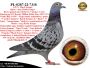 PL-0287-26-8763  Mega połączenie linii bazowej hodowli Hardy Krugera