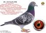 PL-0287-26-8763  Mega połączenie linii bazowej hodowli Hardy Krugera