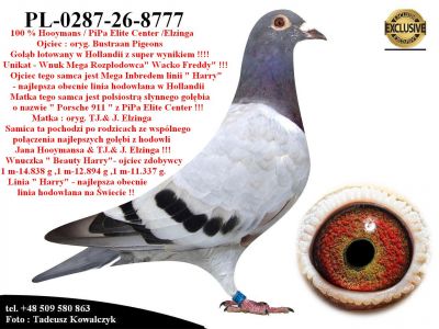 PL-0287-26-8777 Unikatowe połączenie najlepszych gołębi z hodowli Jan Hooymans & PiPa Elite Center