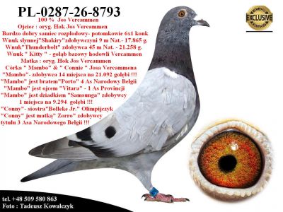 PL-0287-26-8793  Potomek najlepszych gołębi z hodowli Josa Vercammena