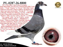 PL-0287-26-8800  Mega połączenie najlepszych gołębi z linii 