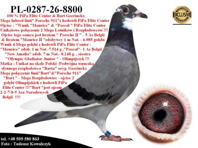 PL-0287-26-8800  Mega połączenie najlepszych gołębi z linii 