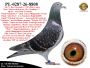 PL-0287-26-8808   Unikat - Połączenie najlepszych gołebi z hodowli Barta Geerinckxa