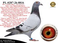 PL-0287-26-8816   Mega połączenie najlepszych gołębi z hodowli PiPa Elite Center & Tom van Gaver