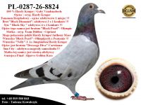 PL-0287-26-8824  Rewelacyjne połączenie najlepszych gołębi Hardy Krugera