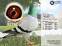 PL-0287-26-8824  Rewelacyjne połączenie najlepszych gołębi Hardy Krugera